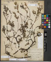 Foto von Salix repens subsp. repens L.